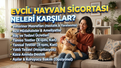 Evcil Hayvan Sigortası Neleri Karşılar